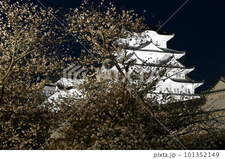 姫路城のライトアップと桜 姫路城のライトアップと桜 101352149