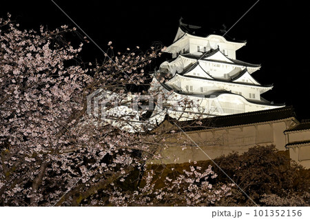 姫路城のライトアップと桜 姫路城のライトアップと桜 101352156