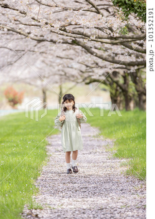 桜の下でランドセルを背負う女の子 101352191