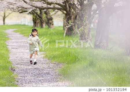 桜の下でランドセルを背負う女の子 101352194