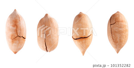 Pecan nuts isolated on white background. Unshelled pecan. Clipping path. Top view. Pecan nuts isolated on white background. Unshelled pecan. Clipping path. Top view. 101352282