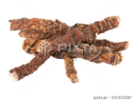 Calamus root isolated on white background. Sweet flag, sway or muskrat root, vasambu. Dry root of Acorus calamus. 101352287