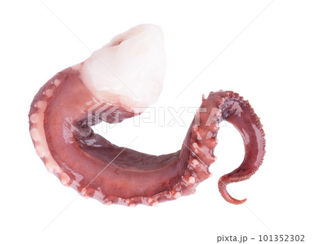 Squid tentacles isolated on white background. Fresh raw gigant squid. Top view. 101352302