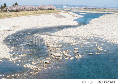 【神通の千本桜】川沿いに咲く桜並木 101352384