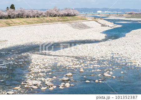 【神通の千本桜】川沿いに咲く桜並木 【神通の千本桜】川沿いに咲く桜並木 101352387