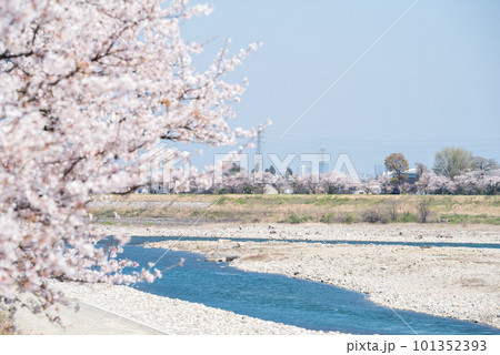【神通の千本桜】川沿いに咲く桜並木 【神通の千本桜】川沿いに咲く桜並木 101352393