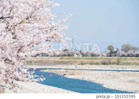 【神通の千本桜】川沿いに咲く桜並木 【神通の千本桜】川沿いに咲く桜並木 101352395
