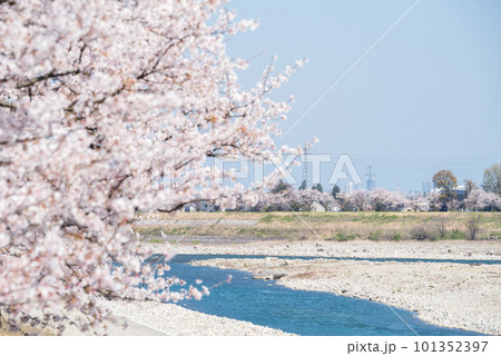 【神通の千本桜】川沿いに咲く桜並木 【神通の千本桜】川沿いに咲く桜並木 101352397