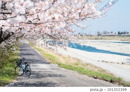 【神通の千本桜】川沿いの桜並木と自転車 101352399