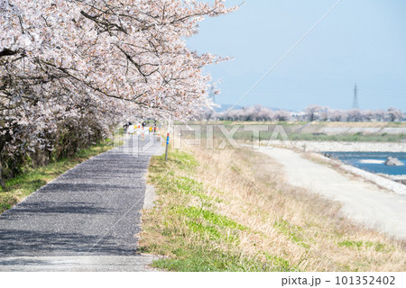 【神通の千本桜】川沿いの桜並木と遊歩道 【神通の千本桜】川沿いの桜並木と遊歩道 101352402