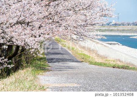 【神通の千本桜】川沿いの桜並木と遊歩道 【神通の千本桜】川沿いの桜並木と遊歩道 101352408