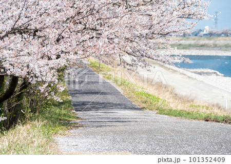 【神通の千本桜】川沿いの桜並木と遊歩道 【神通の千本桜】川沿いの桜並木と遊歩道 101352409