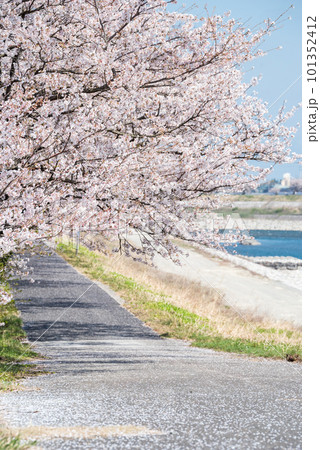 【神通の千本桜】川沿いの桜並木と遊歩道 【神通の千本桜】川沿いの桜並木と遊歩道 101352412