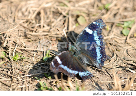 小春日和の野原で羽を全開に開いて休むルリタテハ蝶（マクロレンズ使用・屋外接写画像） 101352811