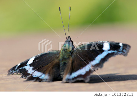 今にも飛び立とうとするグライダーのようなルリタテハ蝶（マクロレンズ使用・屋外接写画像） 101352813