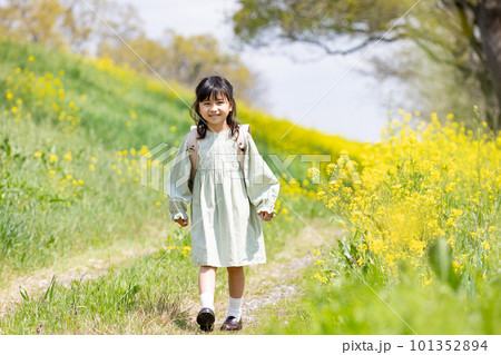 菜の花畑の中をランドセルを背負って歩く女の子 101352894