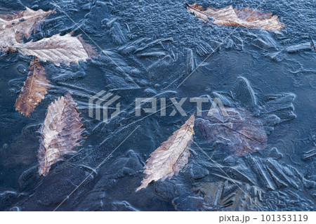 凍結した湖の表面にできた氷の結晶 101353119