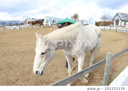 牧場で飼われている白馬 101353139