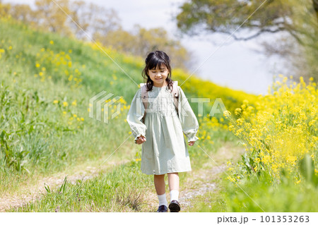 菜の花畑の中をランドセルを背負って歩く女の子 101353263