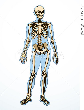 Human skeleton. Vector schematic drawing 101353422