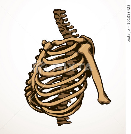 Vector drawing. Thorax and ribs Vector drawing. Thorax and ribs 101353423