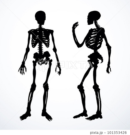 Human skeleton. Vector schematic drawing 101353426
