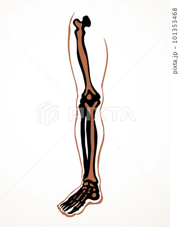 Vector drawing. Bones of the leg Vector drawing. Bones of the leg 101353468