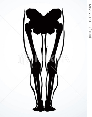 Vector drawing. Bones of the leg Vector drawing. Bones of the leg 101353469