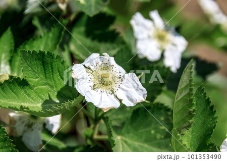バラ科キイチゴ属クマイチゴの花 101353490