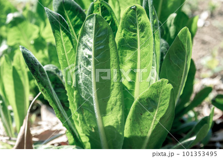 軟白栽培する場合が多いキク科キクニガナ属チコリの葉 軟白栽培する場合が多いキク科キクニガナ属チコリの葉 101353495