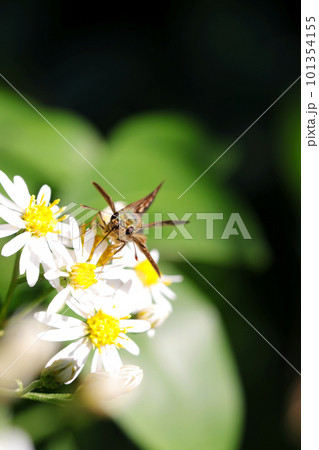 シロヨメナの白花から吸蜜するチャバネセセリ蝶(マクロレンズ使用・屋外接写画像) シロヨメナの白花から吸蜜するチャバネセセリ蝶(マクロレンズ使用・屋外接写画像) 101354155