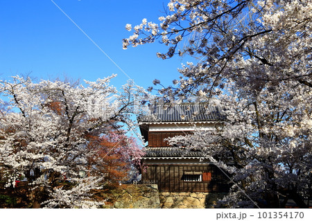 長野県上田市上田城跡公園の桜 101354170