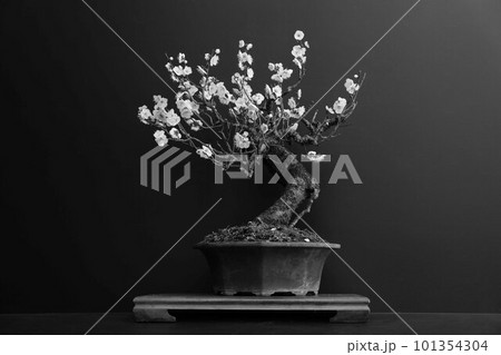 盆栽（モノクロ） 101354304