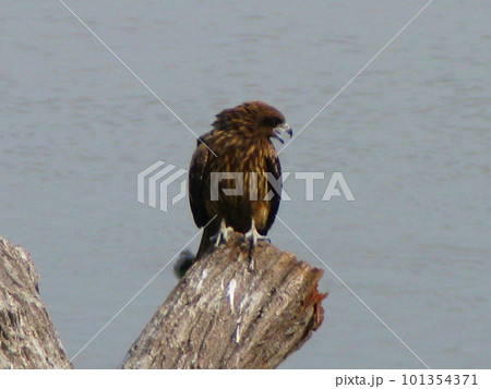 木に止まる鳶 101354371