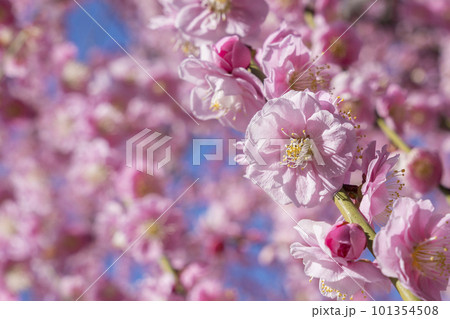 京都　城南宮の枝垂れ梅 101354508