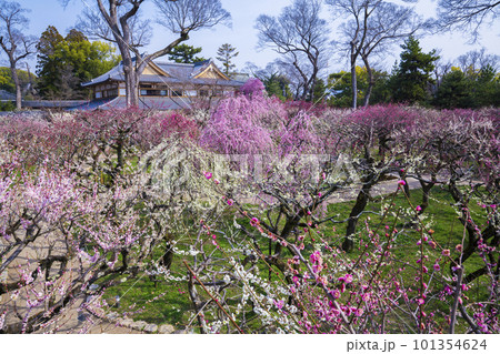 京都 北野天満宮の梅苑 花の庭 京都 北野天満宮の梅苑 花の庭 101354624