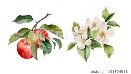 Apple Harvest collection Watercolor illustration, isolated on white. Apple Harvest collection Watercolor illustration, isolated on white. 101354958