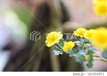 盆栽に仕立てた小さな黄色い菊の枝振りと容姿（マクロレンズ使用・屋内接写画像） 101354971