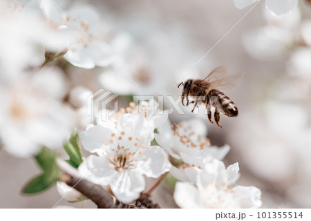 Branches of blossoming cherry and bee macro with soft focus. Beautiful cherry landscape. Floral spring abstract background of nature. Easter and spring greeting cards. Springtime Branches of blossoming cherry and bee macro with soft focus. Beautiful cherry landscape. Floral spring abstract background of nature. Easter and spring greeting cards. Springtime 101355514