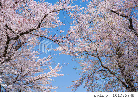 京都府八幡市　背割提の青空に映える満開の桜 101355549