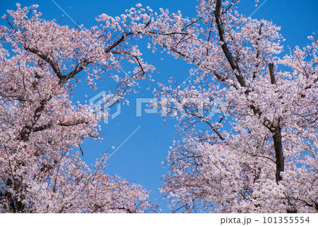 京都府八幡市　背割提の青空に映える満開の桜 101355554