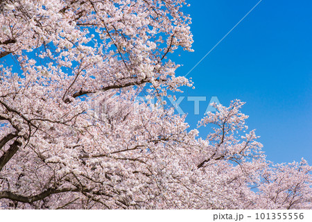 京都府八幡市　背割提の青空に映える満開の桜 101355556