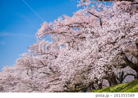京都府八幡市 背割提の青空に映える満開の桜 京都府八幡市 背割提の青空に映える満開の桜 101355589