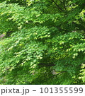 新緑の中で光を浴びて輝く青もみじ 101355599