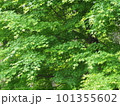 新緑の光を浴びて輝く青もみじ 101355602