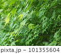 春の新緑の季節の緑色の葉を付けた植物を撮影した写真 101355604