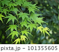 爽やかな新緑の季節 101355605