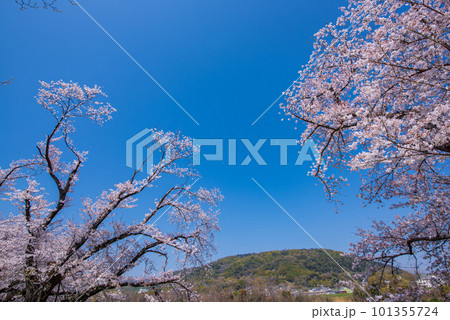 京都府八幡市　背割提の青空に映える満開の桜 101355724