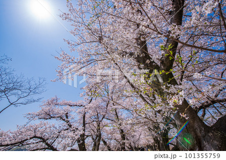 京都府八幡市　背割提の青空に映える満開の桜 101355759