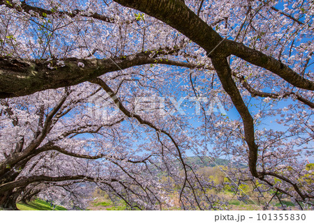 京都府八幡市　背割提の青空に映える満開の桜 101355830